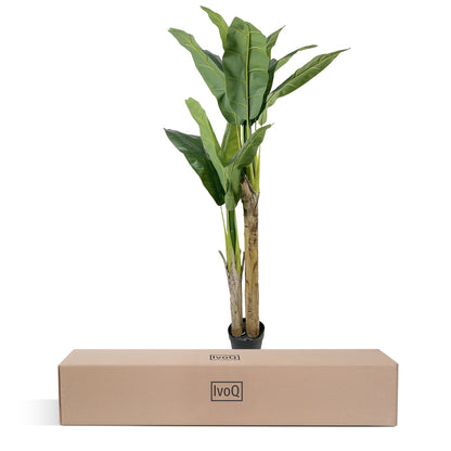 IvoQ Kunst Bananenplant 160 cm